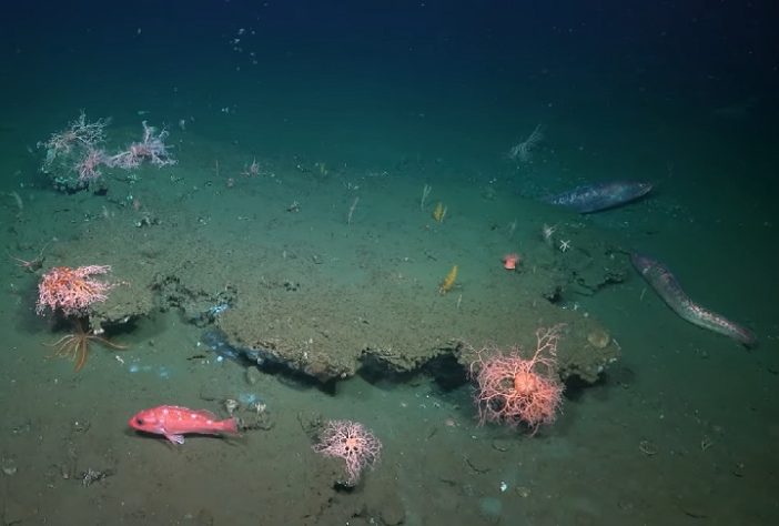 Cientistas descobrem novas espécies nas profundezas do oceano