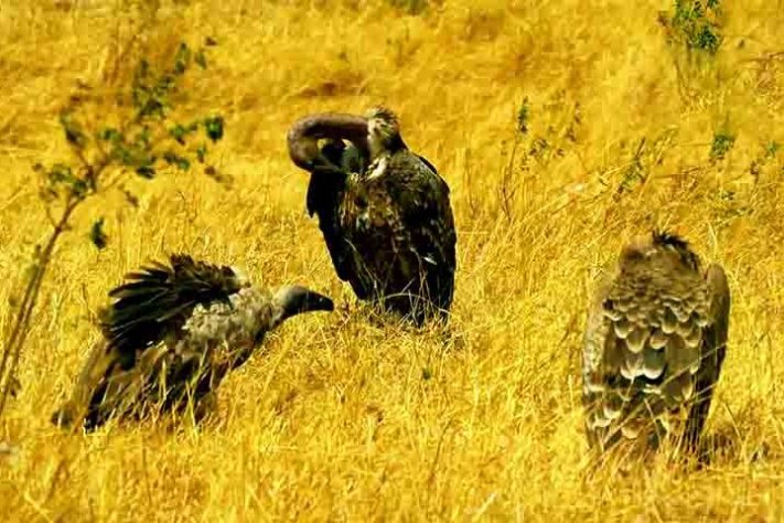 Abutres, aves, animais - Reprodução do Youtube Canal Maiores do Mundo
