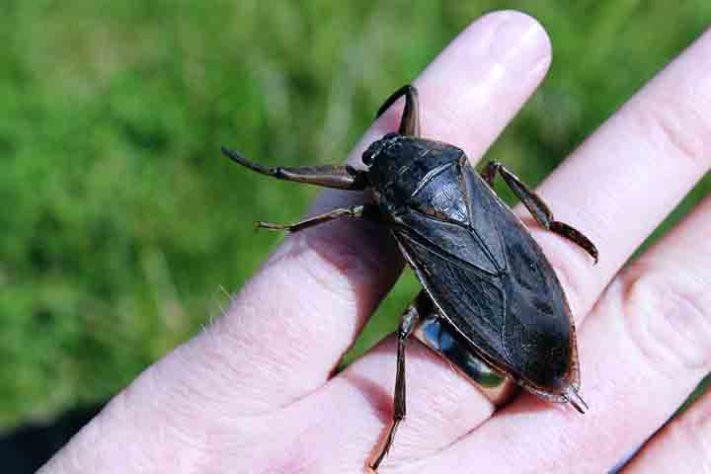 Barata Gigante, Lethocerus - Flickr Travis K.