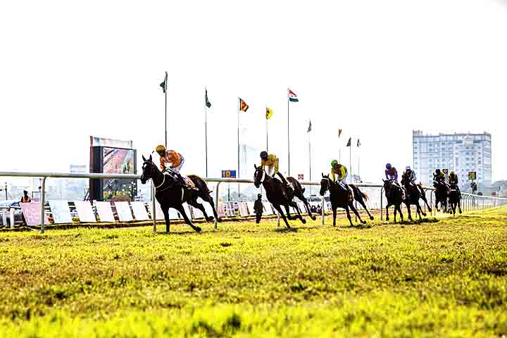 Ao longo da história, os cavalos foram essenciais em guerras, agricultura, transporte e esportes. Hoje, são usados em hipismo, corridas, trabalho rural e até terapia equina.
