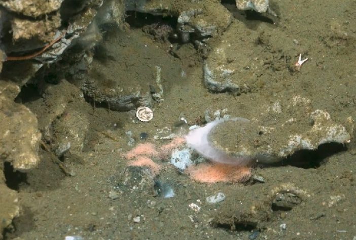 Cientistas descobrem novas espécies nas profundezas do oceano