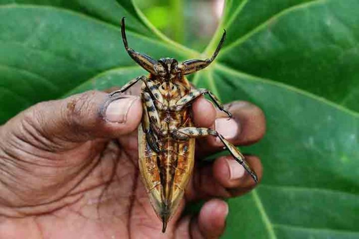 Barata Gigante, Lethocerus - Flickr SIVAKUMAR V K