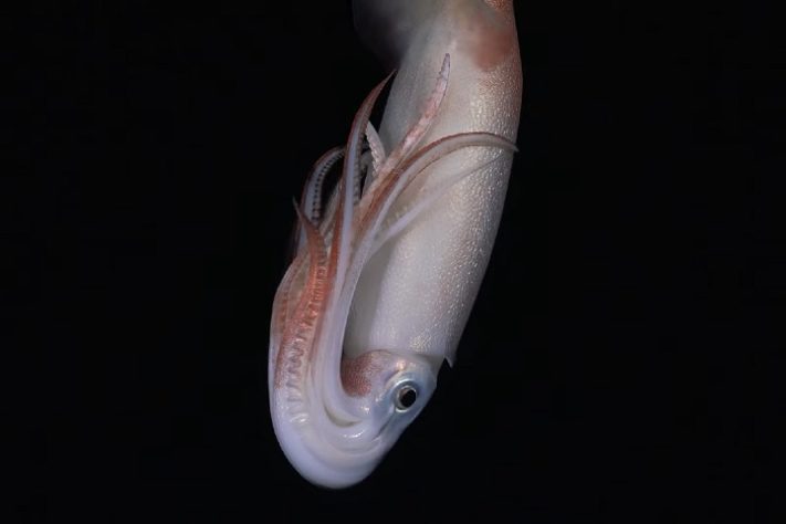 Cientistas descobrem novas espécies nas profundezas do oceano