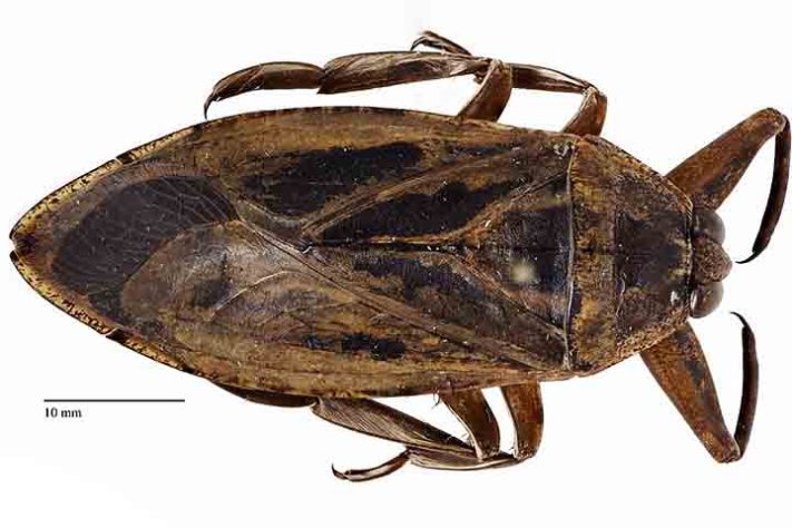 Barata Gigante, Lethocerus - Jhou5/Wikimédia Commons