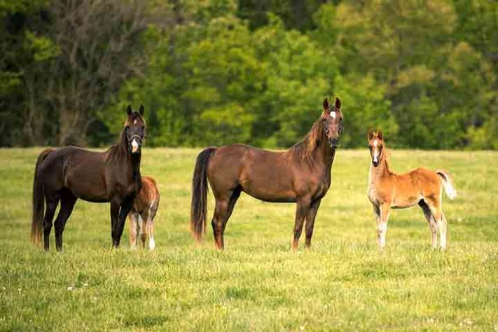 Cavalo, animal - Imagem de Raksa R por Pixabay