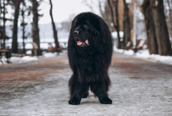 Mastim tibetano