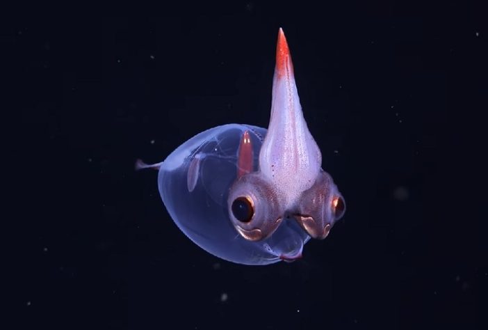Cientistas descobrem novas espécies nas profundezas do oceano