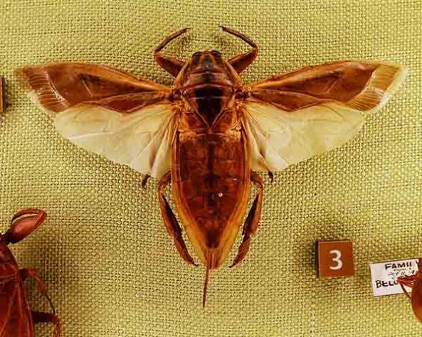 Barata Gigante, Lethocerus - Skye McDavid /Wikimédia Commons