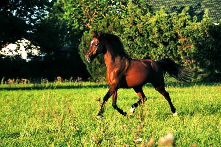 Cavalo, animal - Imagem de Rebecca Scholz por Pixabay