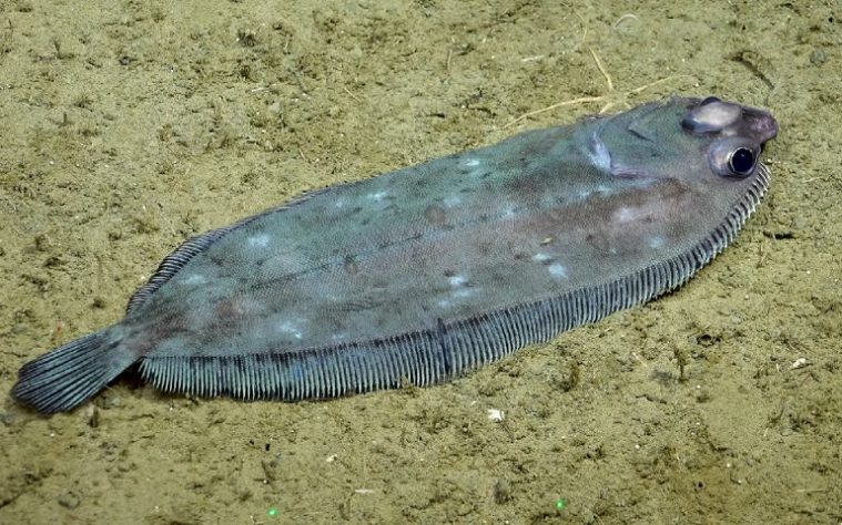 Cientistas descobrem novas espécies nas profundezas do oceano