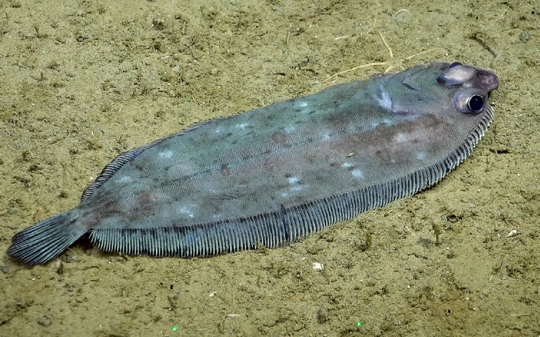 A Dra. Virmani resumiu o impacto da missão: “Esta expedição é mais um exemplo do tremendo valor de reunir equipes científicas interdisciplinares e tecnologia de ponta em regiões pouco conhecidas do nosso oceano global”.