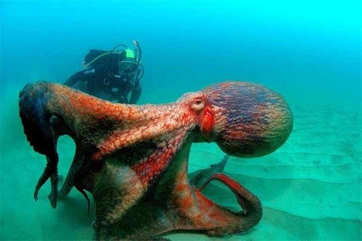 Essa inteligência distribuída também se reflete em comportamentos sofisticados. Polvos conseguem abrir potes com tampas rosqueadas, memorizar labirintos e até reconhecer humanos individualmente.