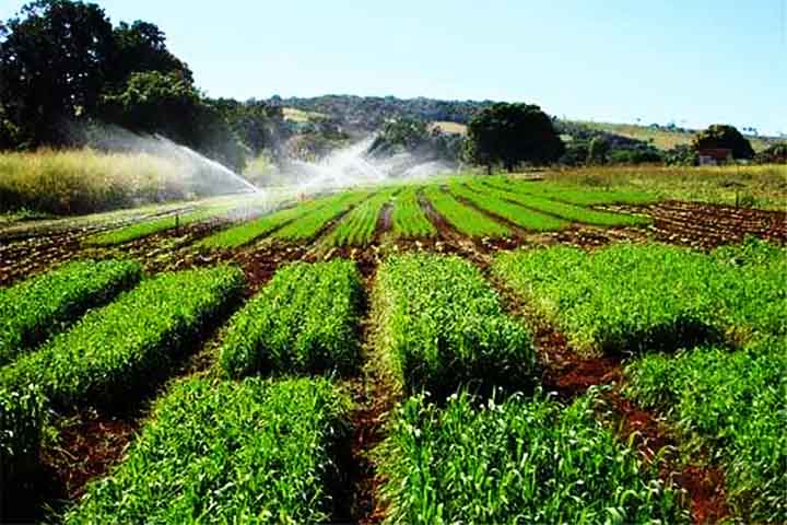 Embora o Brasil tenha avançado na produção de trigo, ainda há desafios a serem superados. O clima e as condições do solo são fatores determinantes para o sucesso da lavoura, o que torna a produção suscetível às variações climáticas.