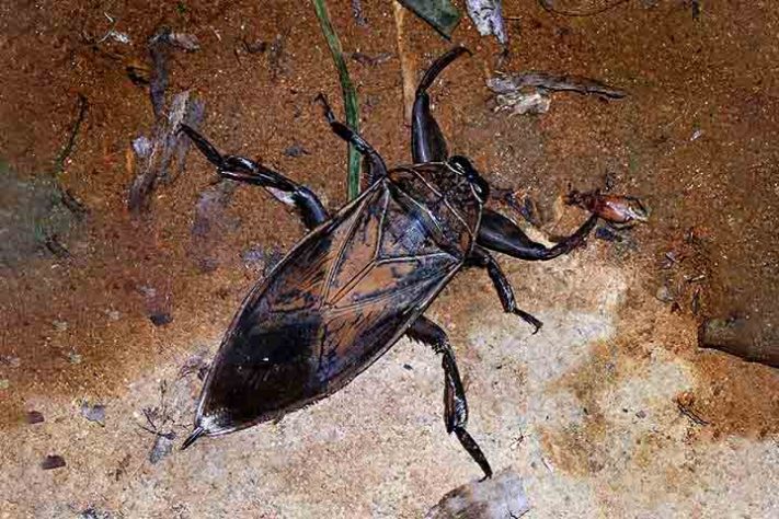 Barata Gigante, Lethocerus - Frank Vassen /Wikimédia Commons
