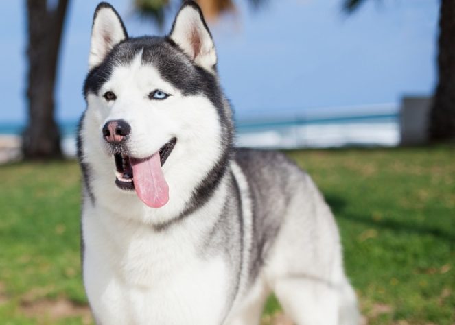 Husky Siberiano