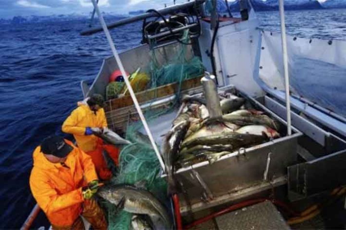 Bacalhau - pesca - pescadores