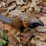 Pangolim-de-barriga-negra - Pangolins, animal -Divulgação