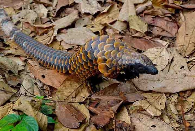O drama desconhecido dos pangolins