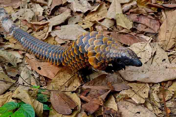 Pangolim-de-barriga-negra - Pangolins, animal -Divulgação