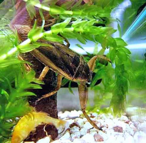 Barata Gigante, Lethocerus - タガメ/Wikimédia Commons