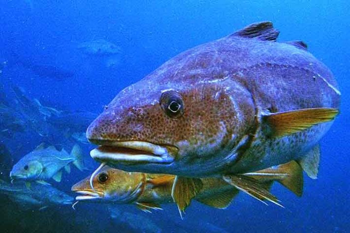 Bacalhau do Porto (Gadus morhua)
