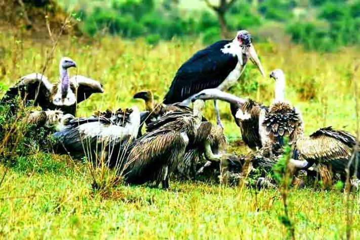 Abutres, aves, animais - Reprodução do Youtube Canal Maiores do Mundo