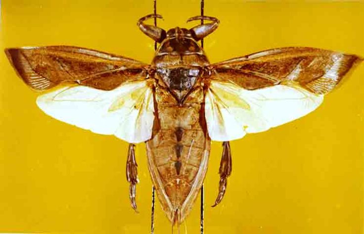 Barata Gigante, Lethocerus - Loxdale/Wikimédia Commons