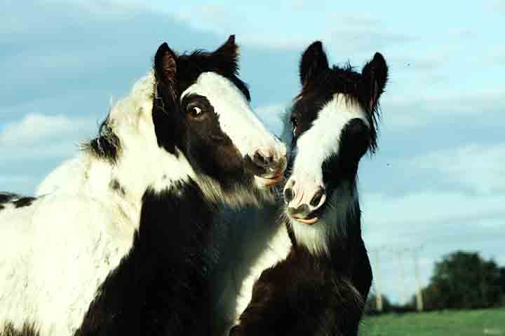São mamíferos herbívoros, conhecidos por sua força, velocidade e inteligência, além de estabelecerem fortes laços afetivos com humanos e outros animais.
