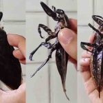 Barata Gigante, Lethocerus - Reprodução do X @CesarFavacho