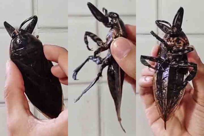 Barata Gigante, Lethocerus - Reprodução do X @CesarFavacho