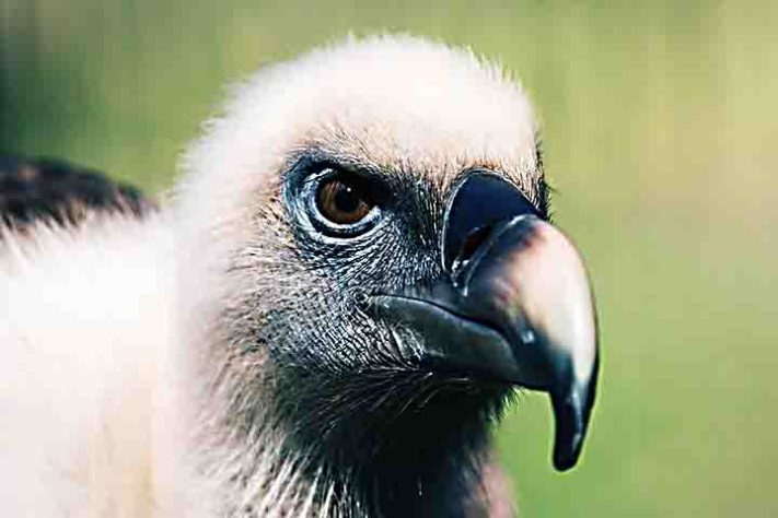 Abutres, aves, animais - Flickr Paulo Bico
