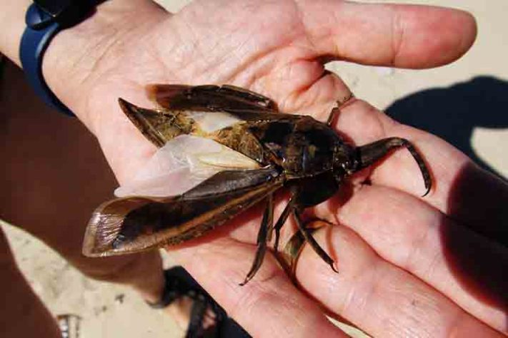 Barata Gigante, Lethocerus - Flickr david witherall