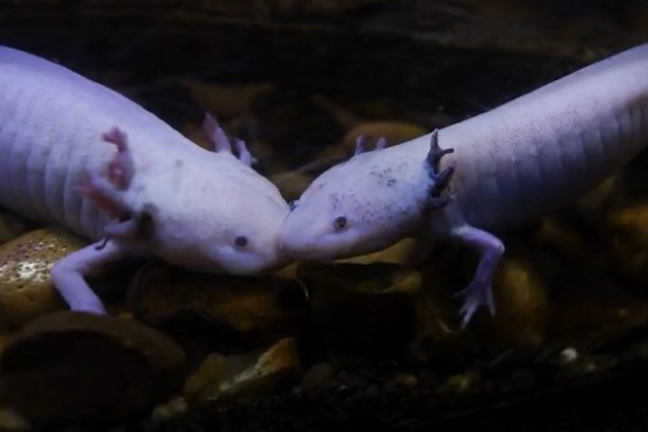 Axolote (Ambystoma mexicanum)