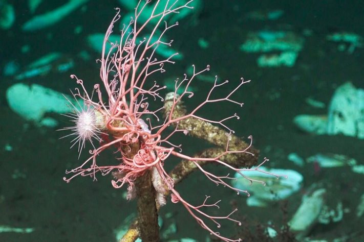 Cientistas descobrem novas espécies nas profundezas do oceano
