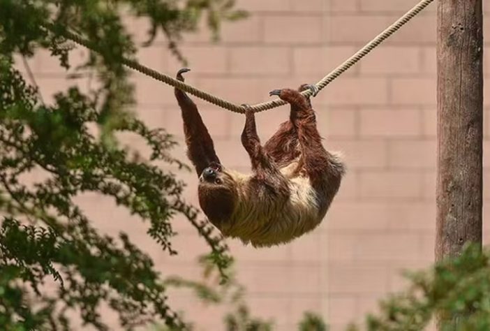 Espécie de preguiça endêmica da Amazônia passa por cirurgia inédita para curar dor de dente