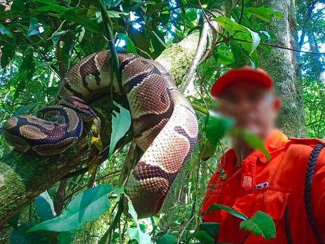 Muito machucada, a píton recebeu os primeiros socorros e foi encaminhada ao Centro de Triagem de Animais Silvestres do Ibama. - Reprodução