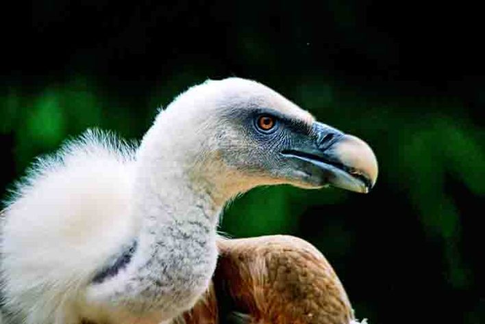 Abutres, aves, animais - Flickr Ricardo Martins