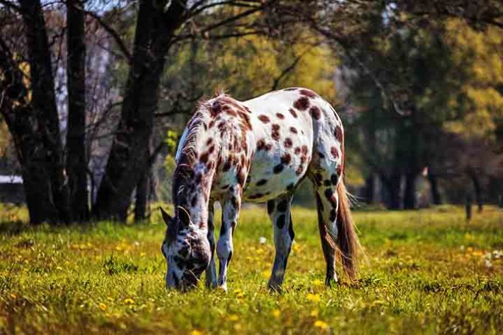 Cavalo, animal - Imagem de Sven Lachmann por Pixabay