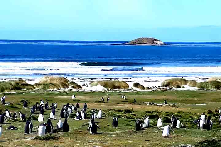 Com uma longa faixa de areia branca e Ã¡guas azul-turquesa, o local Ã© lar de pinguins de MagalhÃ£es, gansos-patola, aves migratÃ³rias e atÃ© golfinhos que podem ser avistados nas Ã¡guas rasas. 