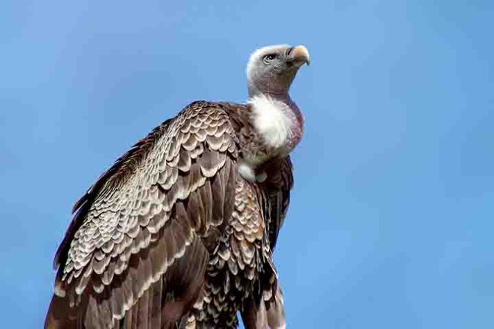 Abutres, aves, animais - Imagem Pixabay