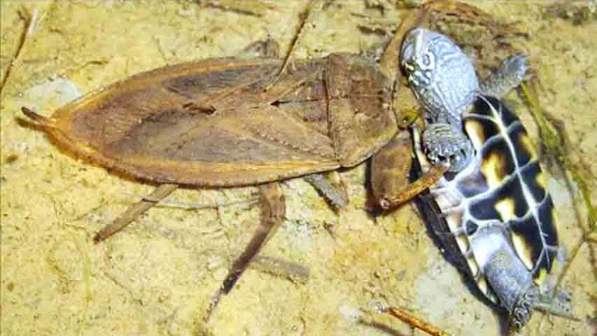 Devorando uma pequena tartaruga - Barata Gigante, Lethocerus - Reprodução de Youtube
