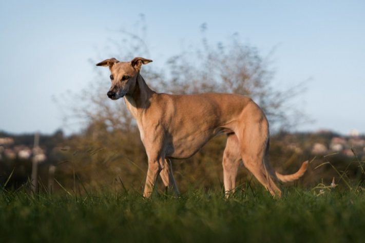 Galgo Italiano