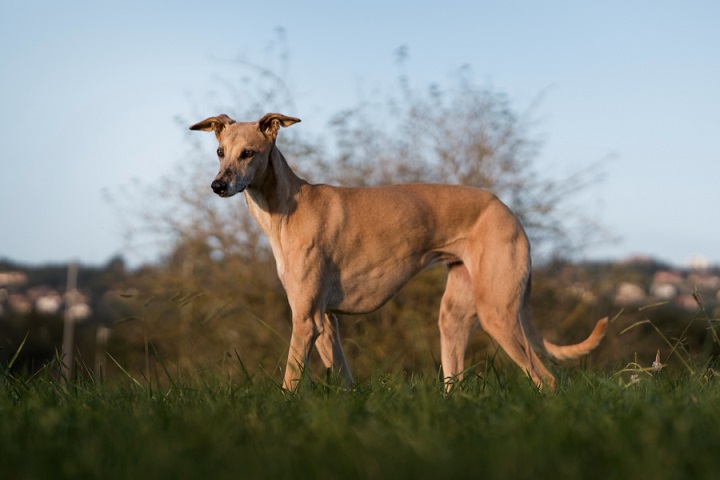 8º) Galgo Italiano: Também chamada de Italian Greyhound, essa é uma raça elegante e esguia, descendente dos antigos galgos do Egito e Roma Antiga. Apesar do aspecto frágil, é ágil e adora correr.-Freepik