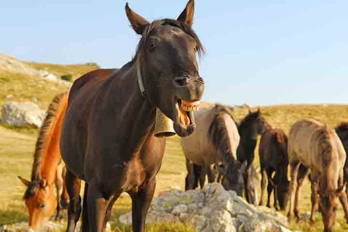 Cavalo, animal - Imagem de Nikola Belopitov por Pixabay