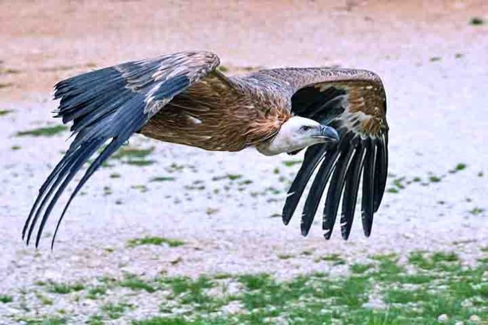 Abutres, aves, animais - Imagem de Christel SAGNIEZ por Pixabay