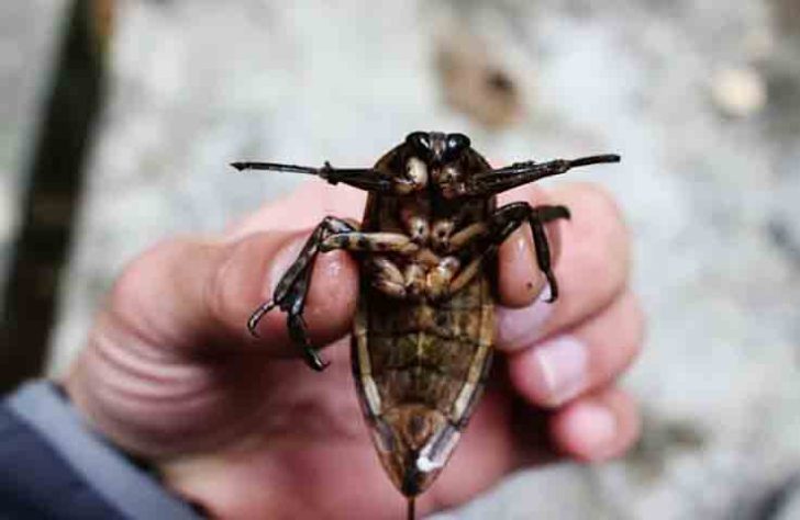 Barata Gigante, Lethocerus - Reprodução de Youtube