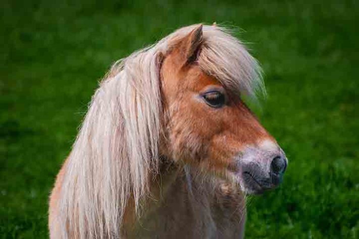 Cavalo, animal - Imagem de Freddy por Pixabay