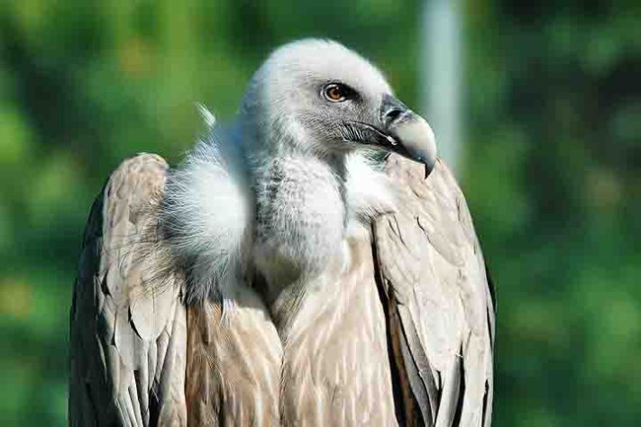 Abutres, aves, animais - Imagem de Denis Doukhan por Pixabay