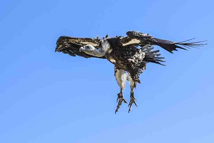 Essas aves são vítimas de envenenamento justamente por caçadores ilegais que não querem ter a presença revelada.