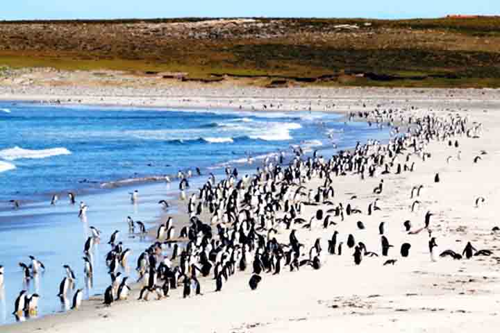 Começando pela Bluff Cove Lagoon, uma baía isolada e de grande beleza natural, ideal para quem busca contato com a vida selvagem em seu habitat natural. 
